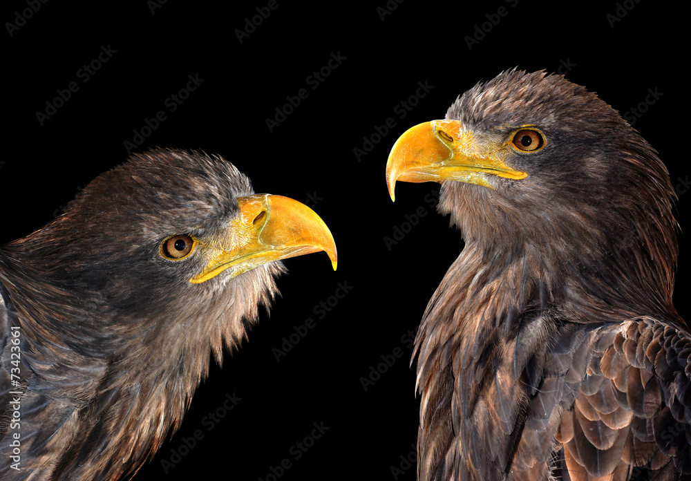 Obraz premium Sea eagles isolated on black background