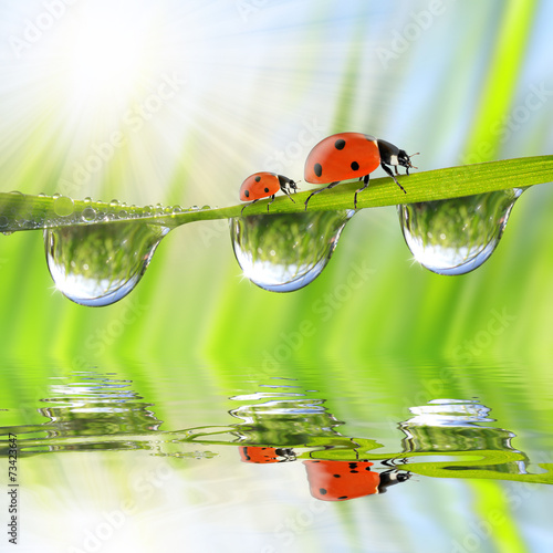 Fresh green grass with dew drops and ladybugs
