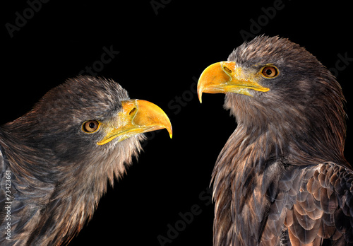 Sea eagles isolated on black background photo