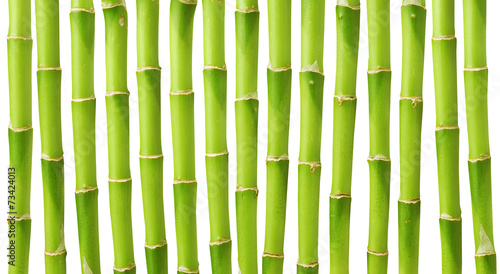 Green bamboo stems isolated on white background