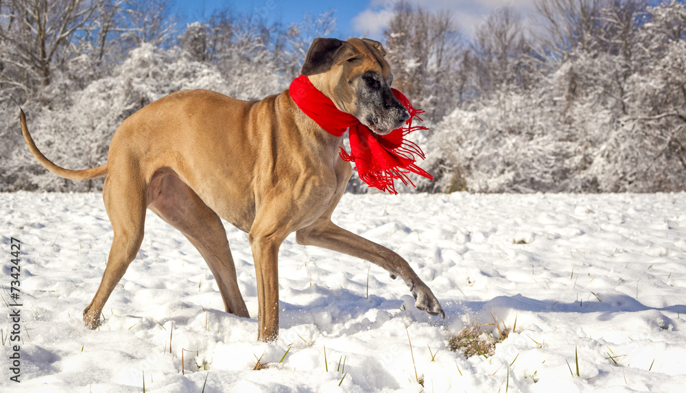 Great Dane in wintry, snowy scene with red scarf Great Dane in wintry, snowy scene with red scarf