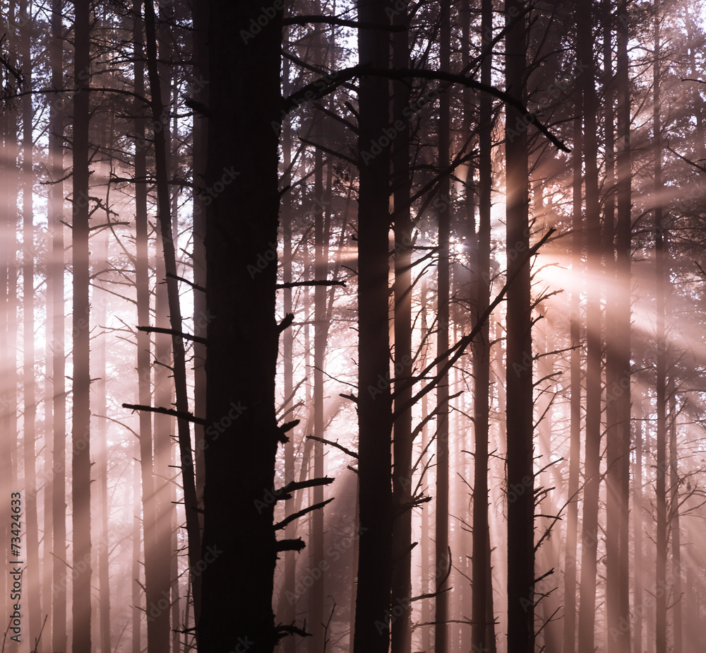 Obraz premium Sunrise in forest