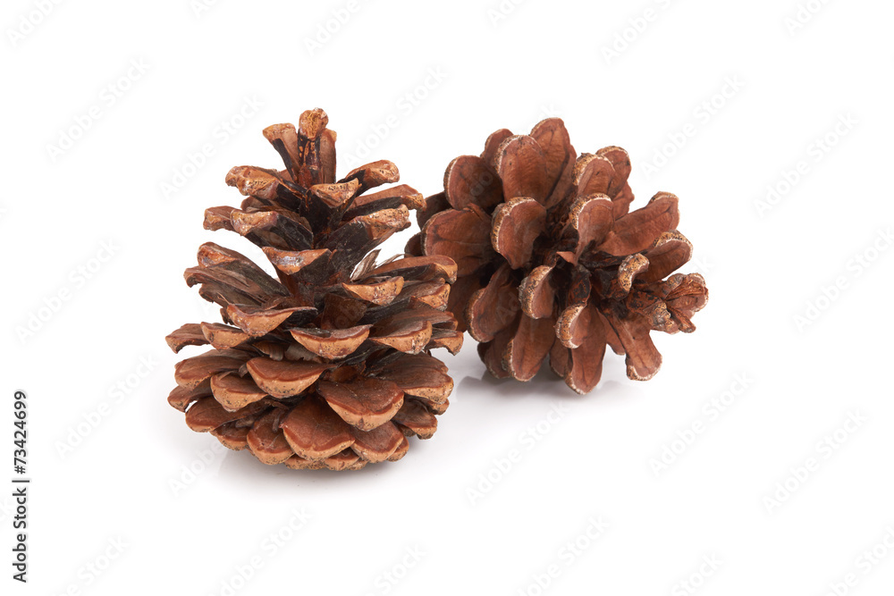 Pine cones Pine cones