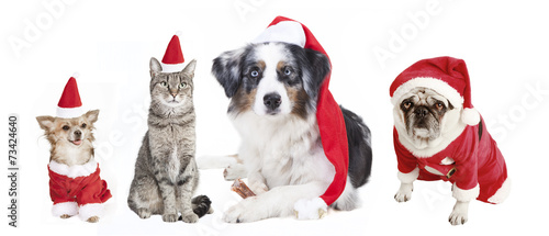 Dogs and Cat Christmas © pfluegler photo