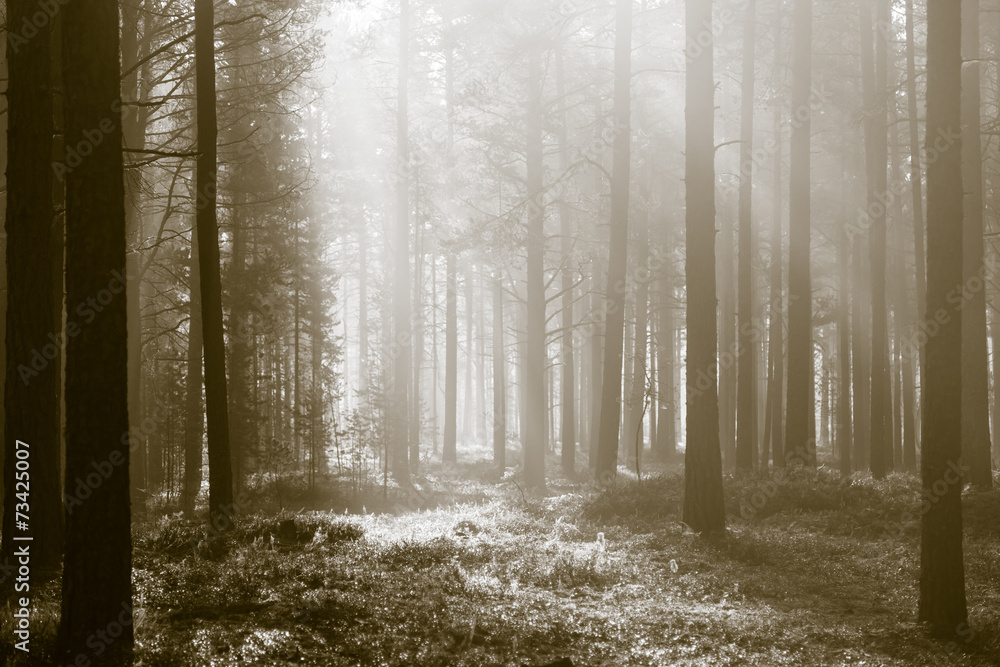 Naklejka premium Morning in forest