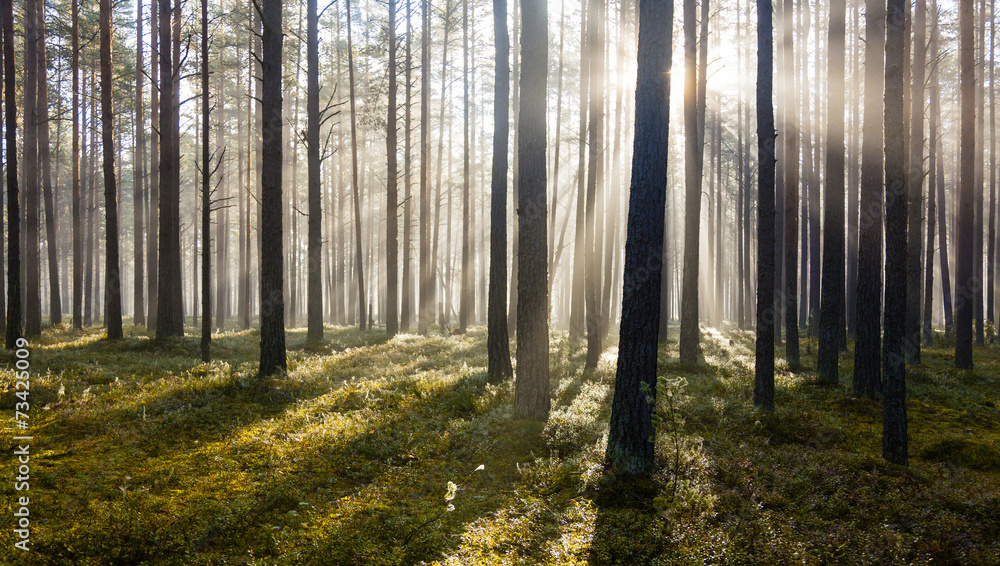 Fototapeta premium Morning in forest