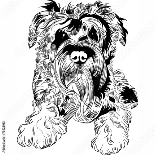 Vector sketch dog Schnauzer breed hand drawing vector