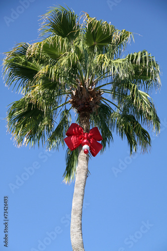 Christmas Palm Tree