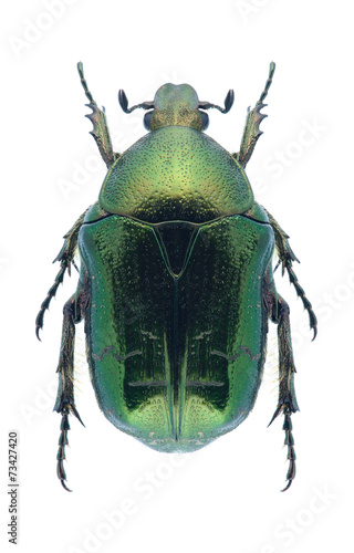 Beetle Cetonia carthami aurataeformis photo