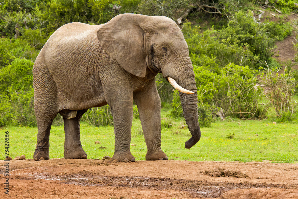 Male elephant at a water hole
