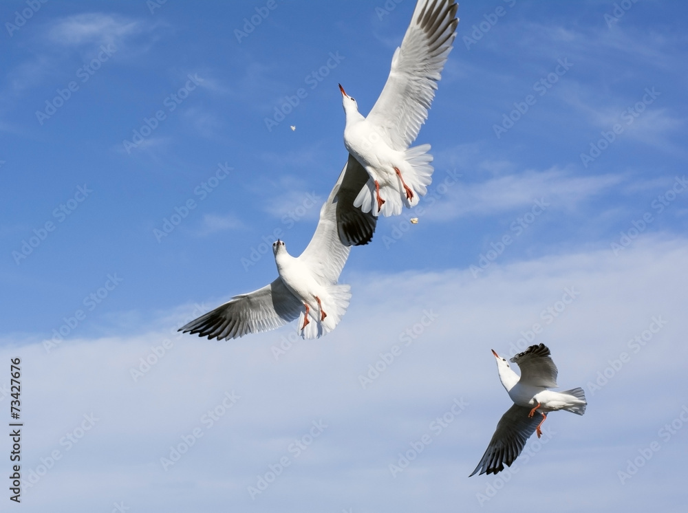 a gulls catches bread a gulls catches bread