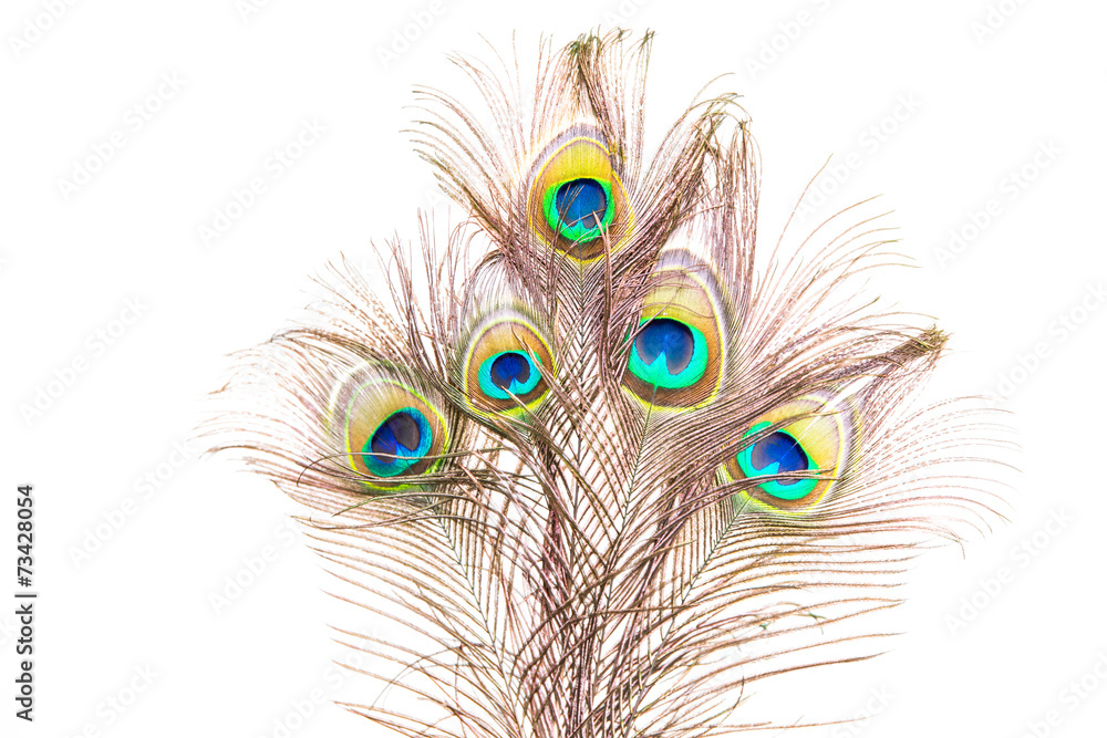 Naklejka premium Pfauenfedern