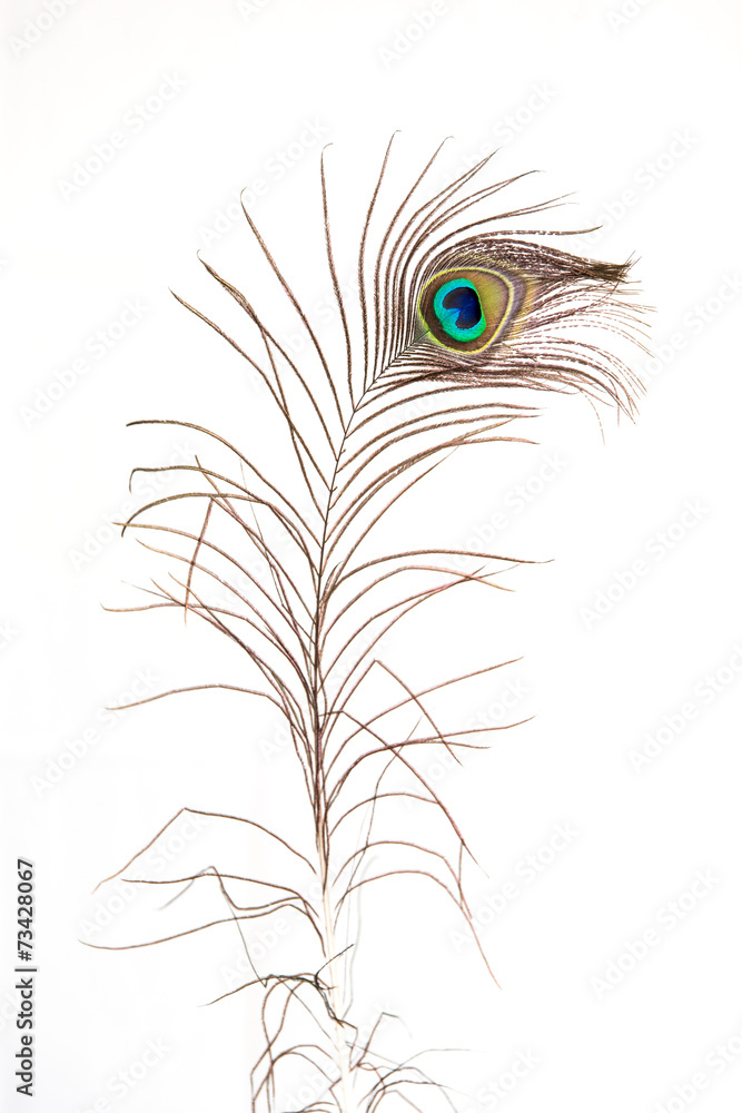 Obraz premium Pfauenfedern