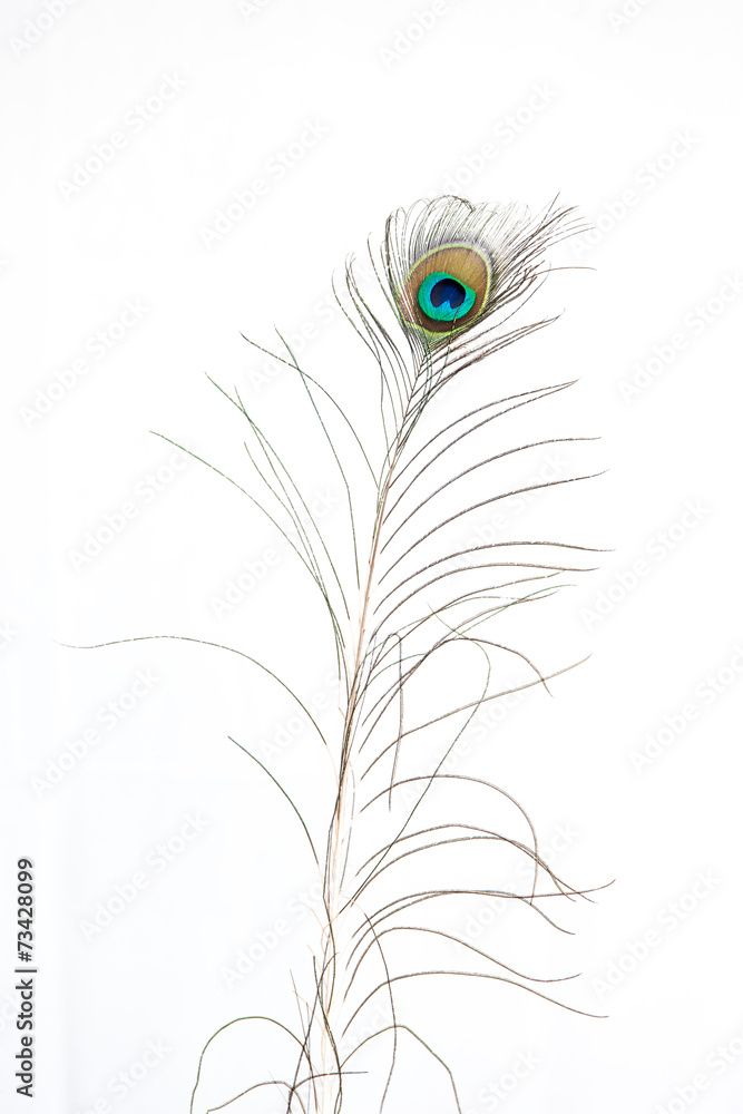 Naklejka premium Pfauenfedern