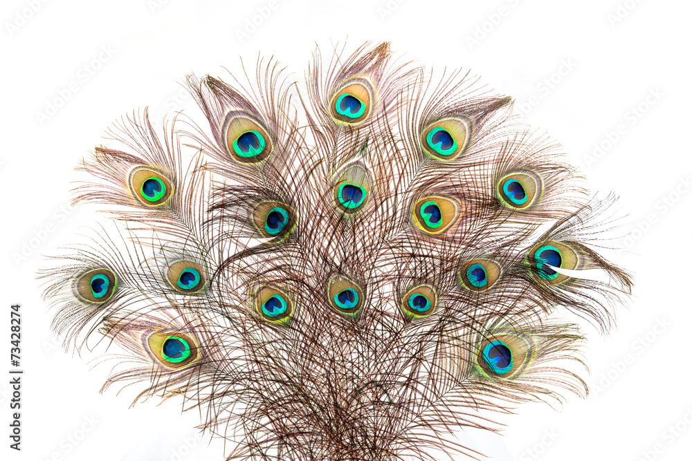Naklejka premium Pfauenfedern