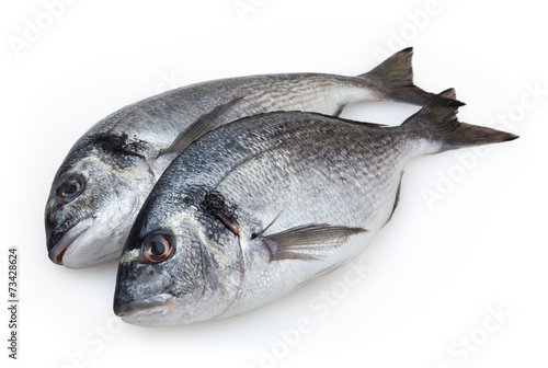 Dorado fish isolated on white background with clipping path