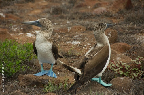 Blue-footed Boobies in Galapagos Islands