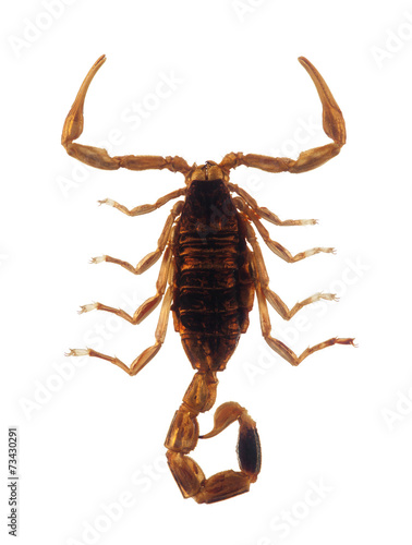 Small scorpion isolated on white with clipping path