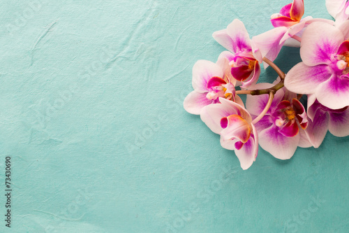 Fototapeta Naklejka Na Ścianę i Meble -  Orchid.