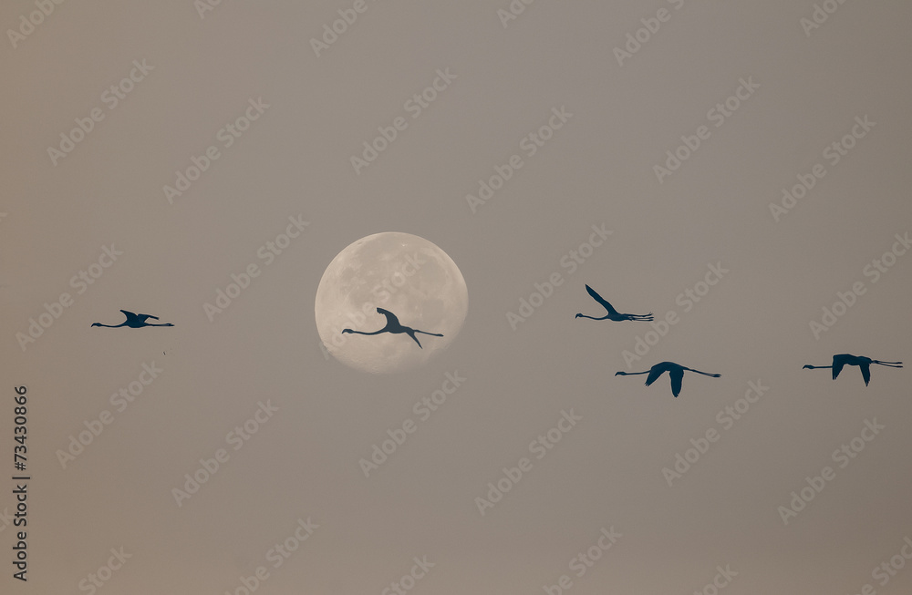 fenicotteri e luna