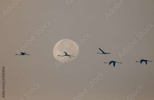 fenicotteri e luna