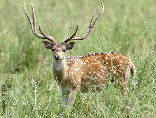 Beautiful male cheetal deer in the grassland of Dhikala photo