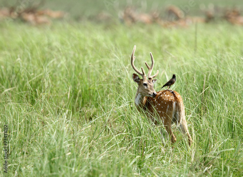 A cheetal deer with Mayna on back