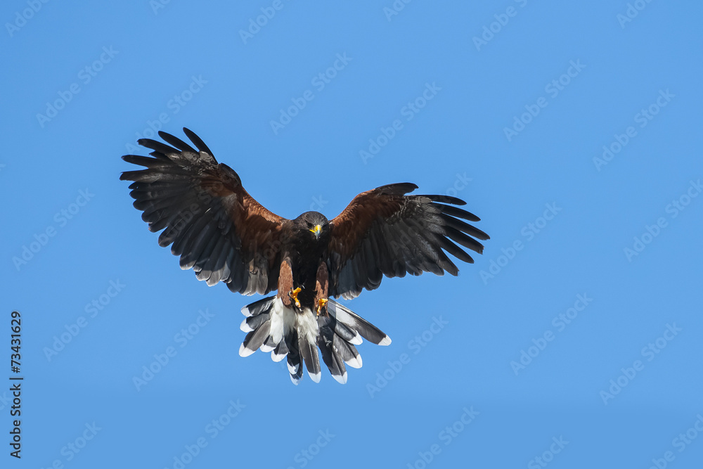 aquila