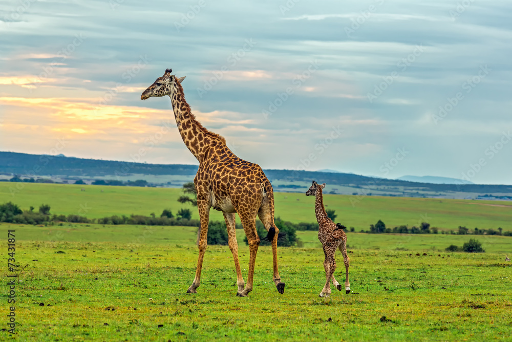 Fototapeta premium A mother giraffe with her baby