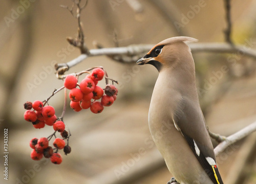 Waxwing on branch of mountain ash