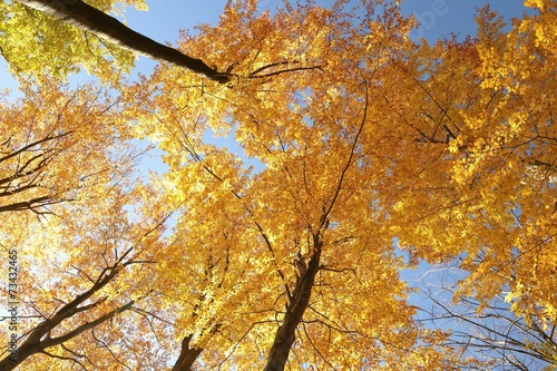 Autumn beech trees against the blue sky