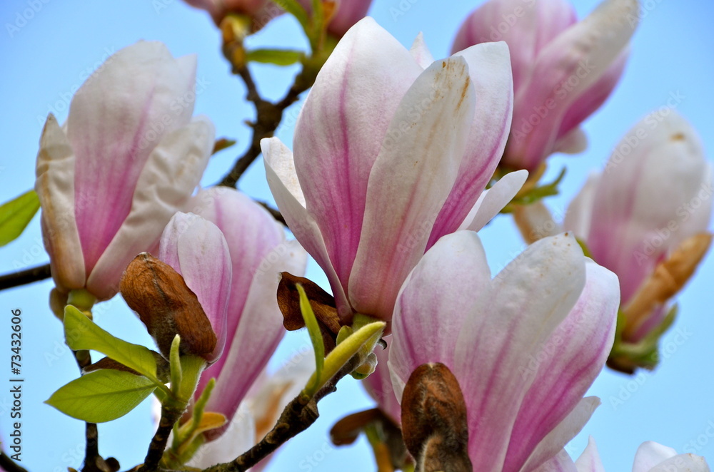 Obraz premium Magnolia Flowers