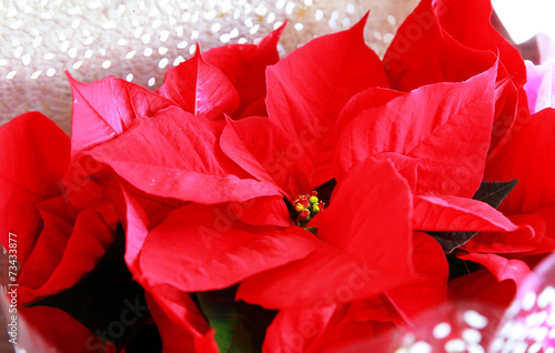 Bright red poinsettia or christmas flower