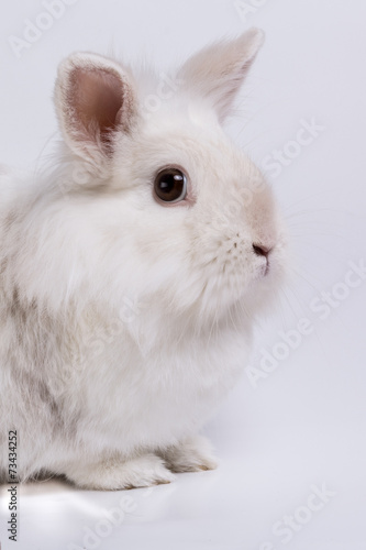 fluffy easter rabbit