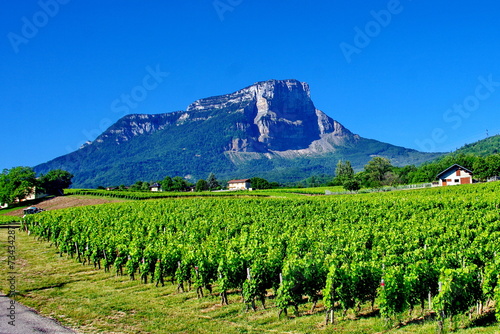 Fotografie vignoble de savoie