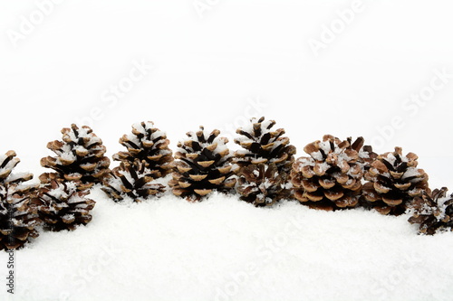 Many christmas pine cones on snow in line photo