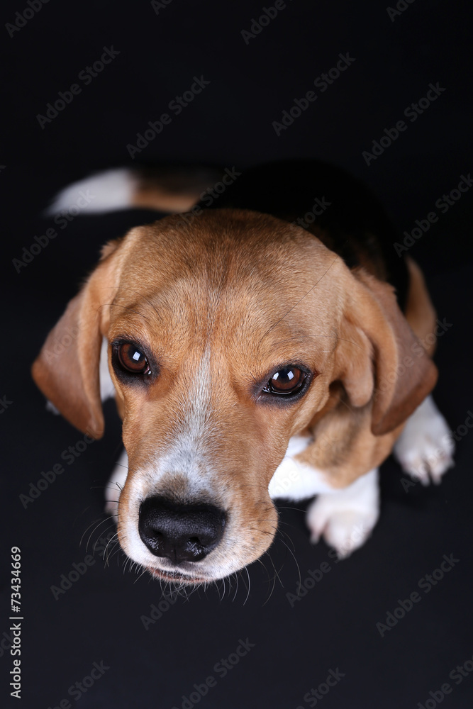 Beagle dog on dark background