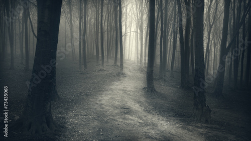 Dark Forest with trail in the fog
