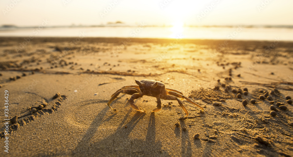 Crab on the golden sand of the sea coast. Crab on the golden sand of the sea coast.