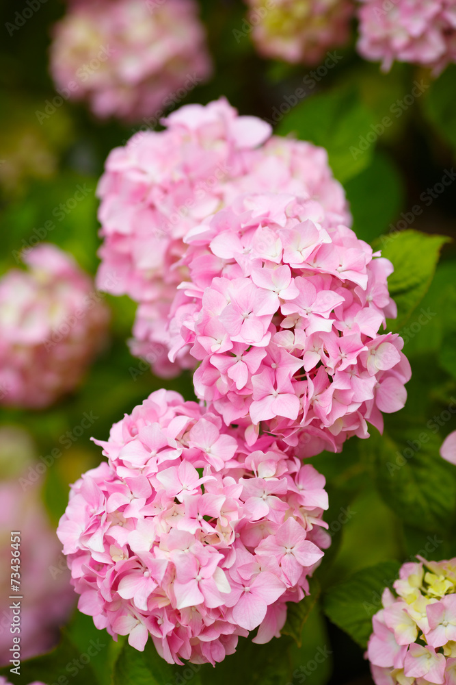 Hydrangea pink flowers in bloom garde Hydrangea pink flowers in bloom garde