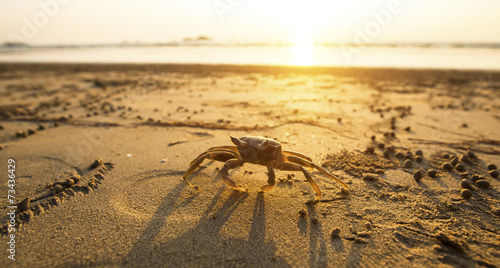 Crab on the golden sand of the sea coast.