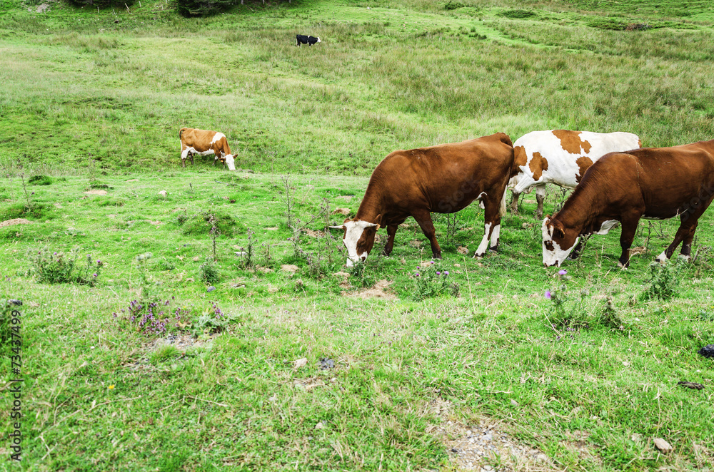 Obraz premium Cows on the hill