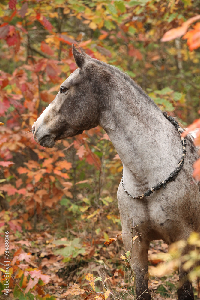 Nice appaloosa mare in autumn forest Nice appaloosa mare in autumn forest
