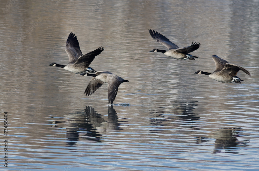 Four Canada Geese Taking to Flight from a Lake