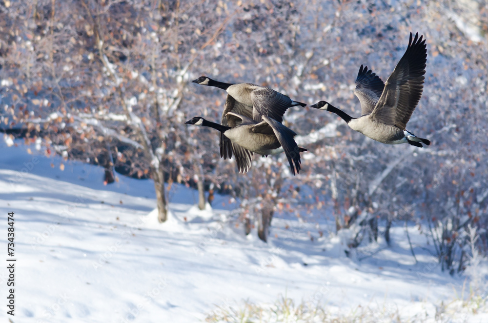 Obraz premium Three Canada Geese Flying Over a Winter Lake