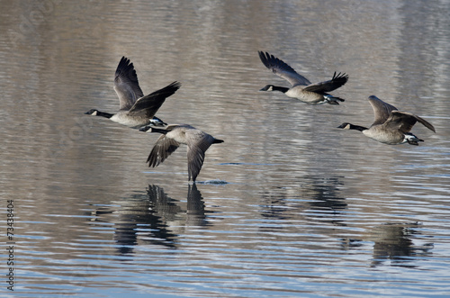 Four Canada Geese Taking to Flight from a Lake © rck