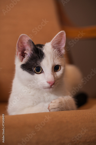 Wallpaper Mural Cat relaxing on sofa Torontodigital.ca