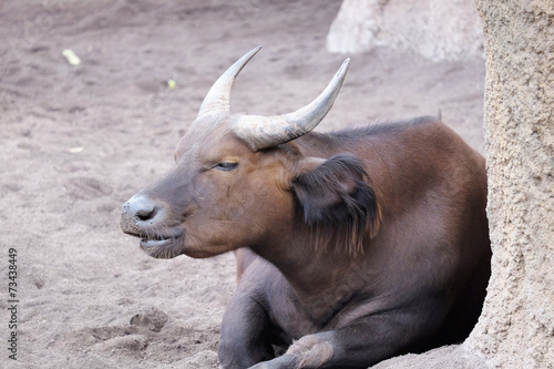 Dwarf buffalo photo