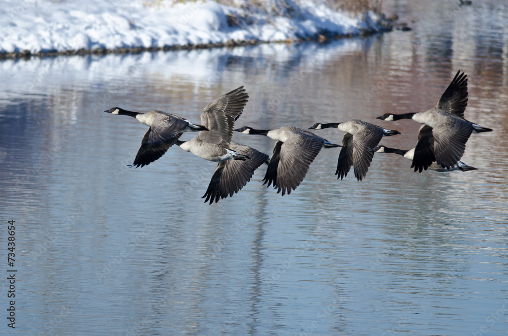 Canada Geese Taking to Flight from a Winter Lake