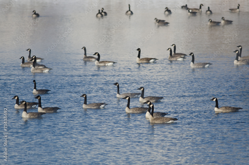 Flock of Canada Geese Resting on a Winter Lake Flock of Canada Geese Resting on a Winter Lake